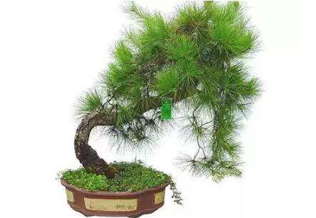 2017年養(yǎng)這些植物最旺財(cái)運(yùn)