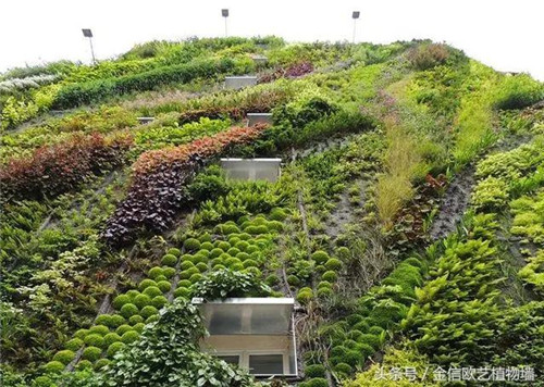 立體綠化植物墻為何這么受歡迎？
