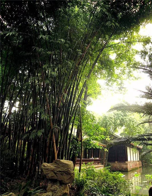 歷數(shù)七大中國古典園林植物