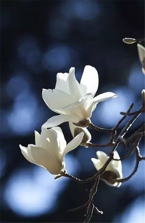 歷數(shù)七大中國古典園林植物
