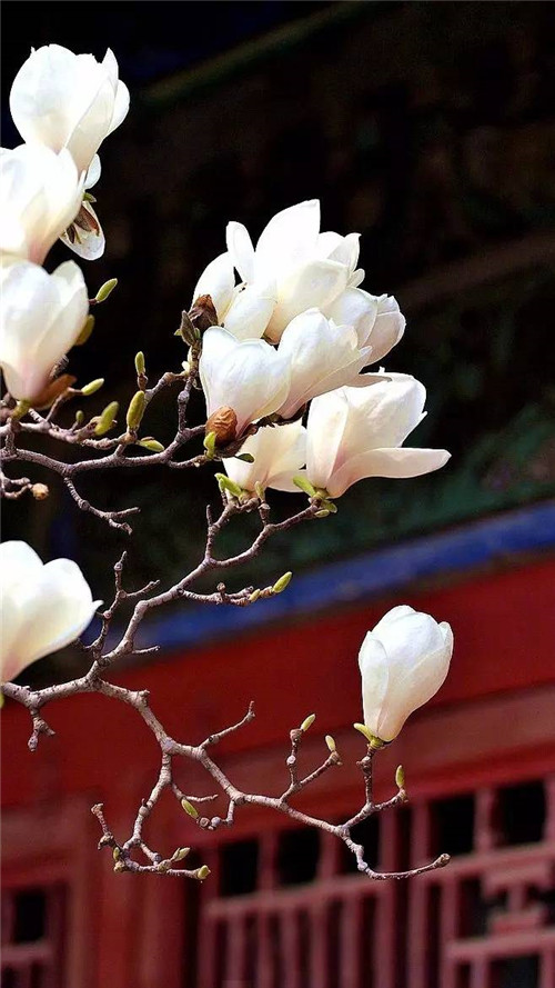 歷數(shù)七大中國古典園林植物