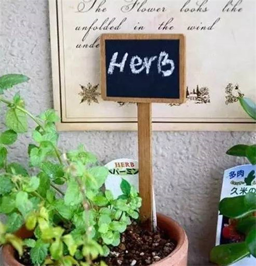 花園舊而不破 體現(xiàn)園主人出對生活的熱愛