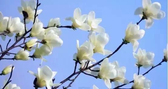 看看以鄉(xiāng)村植物為主元素設計的農(nóng)場婚禮
