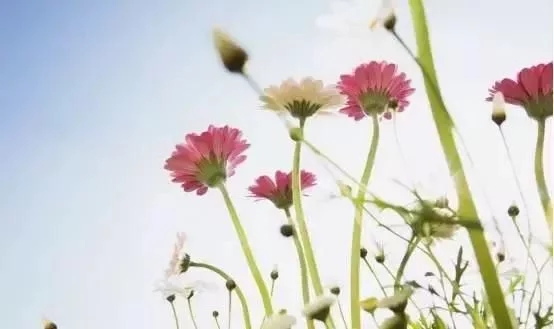 看看以鄉(xiāng)村植物為主元素設計的農(nóng)場婚禮