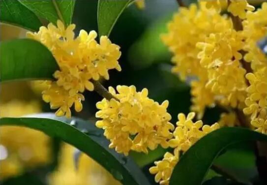 看看以鄉(xiāng)村植物為主元素設計的農(nóng)場婚禮