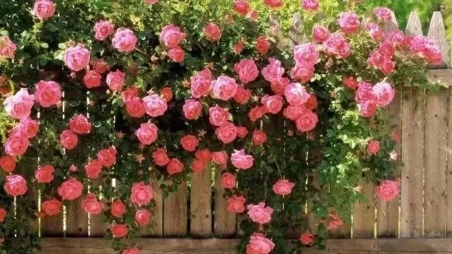 如何設(shè)計(jì)陽臺(tái)花園