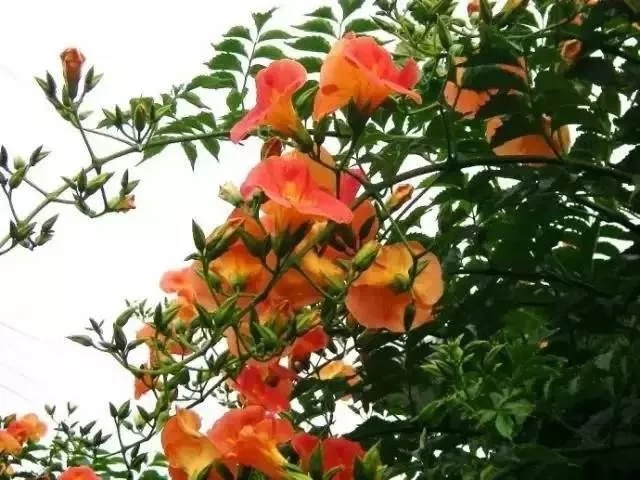 如何設(shè)計(jì)陽臺(tái)花園