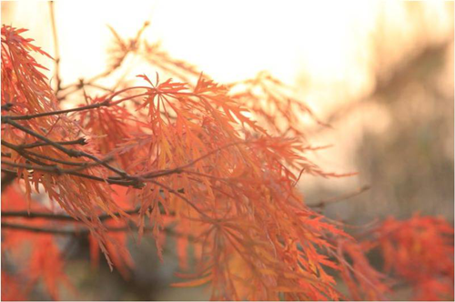 虞金龍：做有創(chuàng)意又有文化的景觀