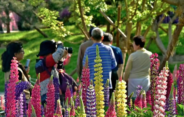 北京這個公園有10萬株魯冰花，綻放迷人花海
