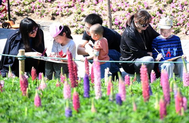 北京這個公園有10萬株魯冰花，綻放迷人花海