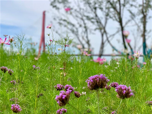 上海:楊浦濱江沉睡百年工業(yè)遺存走出歷史塵埃