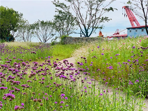 上海:楊浦濱江沉睡百年工業(yè)遺存走出歷史塵埃