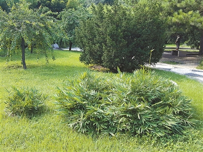 北京植物園花境中的觀賞草