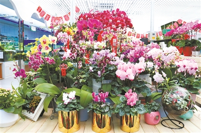 北京年宵花市迎來全新購花體驗