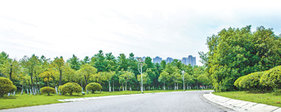 行道樹(shù)如何為城市增綠給生活添彩？