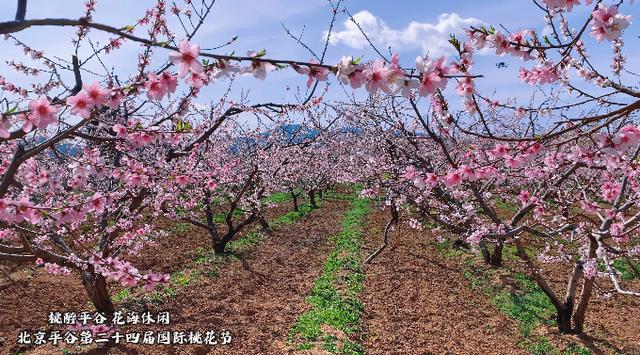 北京平谷第二十四屆國際桃花節開幕