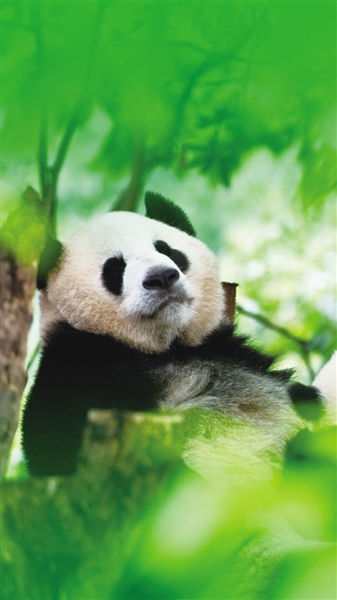 國家公園如何實(shí)現(xiàn)全民共享？