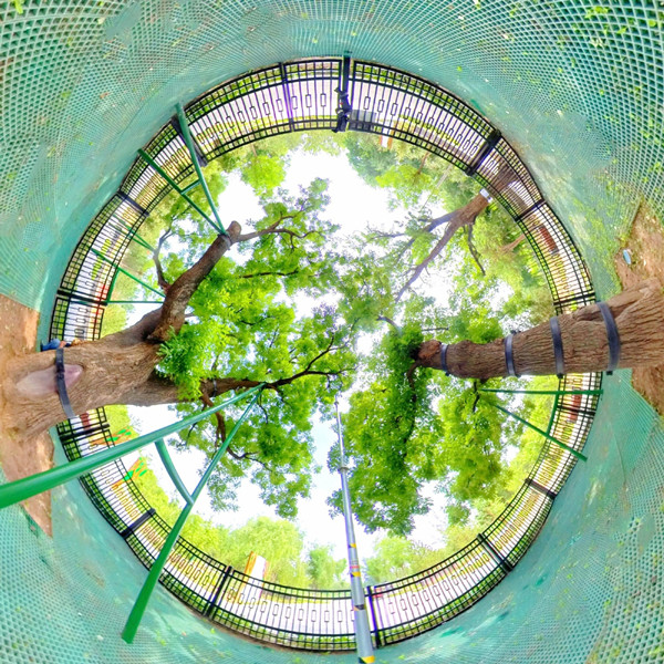 北京城市副中心有了古樹公園和古樹鄉(xiāng)村