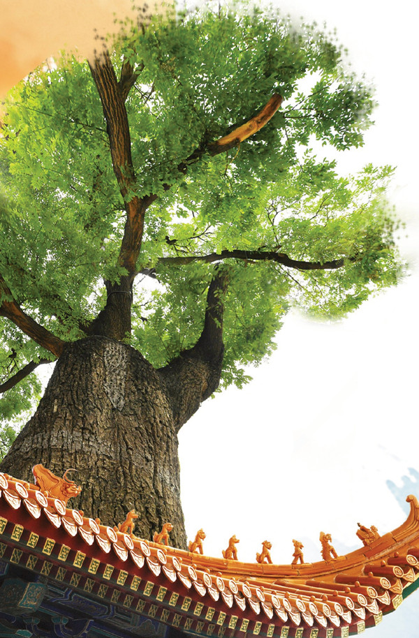 北京城市副中心有了古樹公園和古樹鄉(xiāng)村
