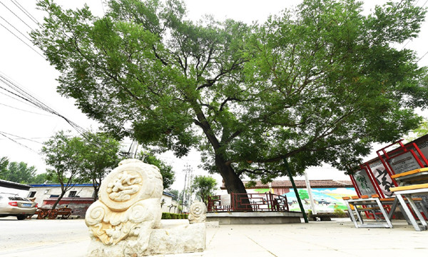 北京城市副中心有了古樹公園和古樹鄉(xiāng)村