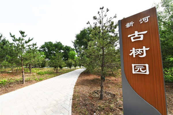 北京城市副中心有了古樹公園和古樹鄉(xiāng)村