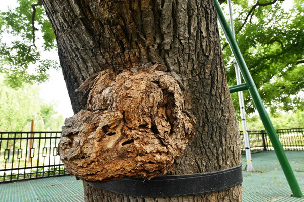 北京城市副中心有了古樹公園和古樹鄉(xiāng)村