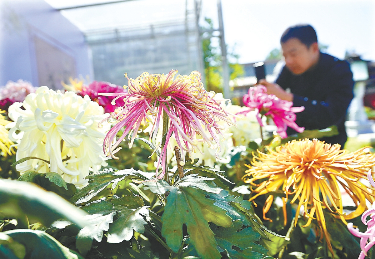 北京市第44屆菊花展在北海公園舉辦