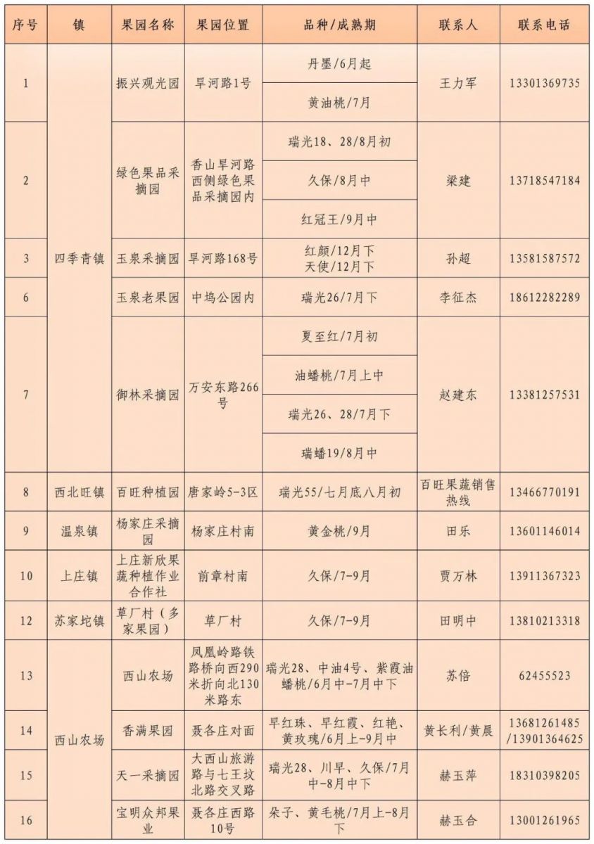 碩果飄香·豐涵海淀——海淀鮮桃采摘季：盛夏甘甜，果香滿園