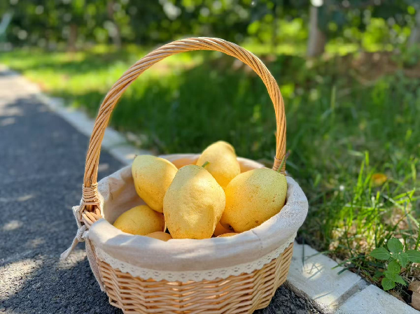 碩果飄香·豐涵海淀丨“梨”享生活 金秋味道