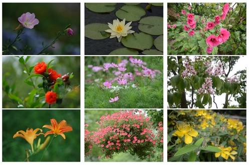 夏花絢爛 夏果豐碩—上海植物園端午節(jié)賞花賞果正當(dāng)時