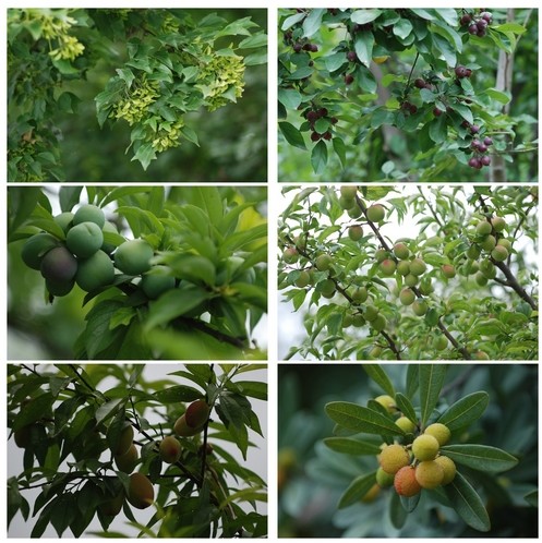 夏花絢爛 夏果豐碩—上海植物園端午節(jié)賞花賞果正當(dāng)時