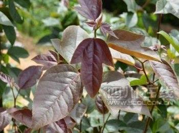 四川古藺縣新發(fā)現(xiàn)保護(hù)植物“半楓荷”