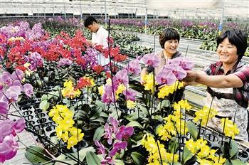 天津濱海生態農業科技園區：克隆蝴蝶蘭 秀出科技美