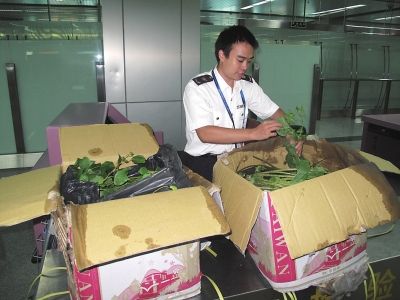 福州機場截獲帶土苗木