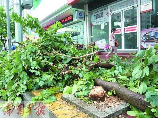 南寧：幾名男子偷砍綠化樹 被罰款并原地補種