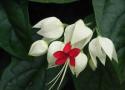 www.chla.comc.n