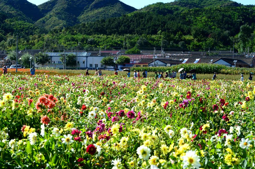 北京：延慶縣珍珠山鮮花絢爛迎佳節