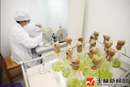 工作人員在進行桉樹接種。