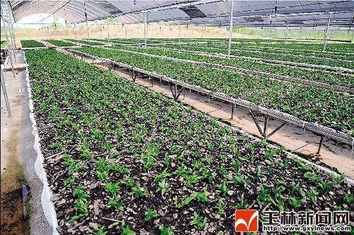 鐵皮石斛示范基地。