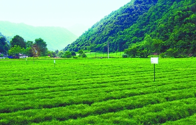 甘肅徽縣：小苗木緣何變成了大產(chǎn)業(yè)