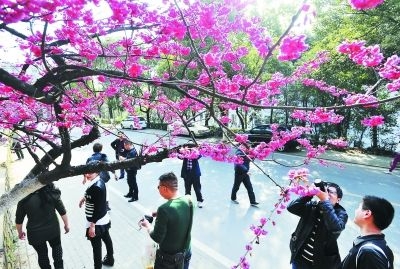 游人在櫻花樹(shù)下拍照