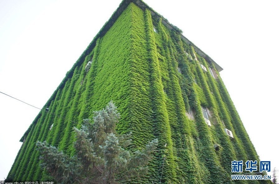 北京：滿樓盡穿“綠片甲” 清涼環保惹人眼