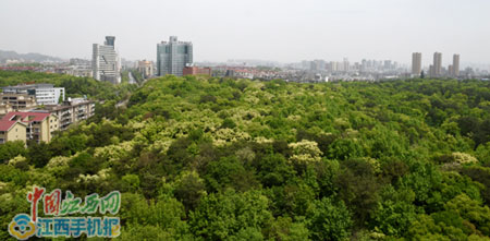 綠意盎然的景德鎮中央森林公園