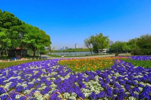 同濟(jì)大學(xué)教授：上海需要怎樣的“新公園”？