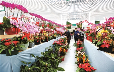 北京年宵花市迎來全新購花體驗