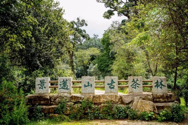 今年持續推進普洱古茶林景觀北京中軸線等申遺