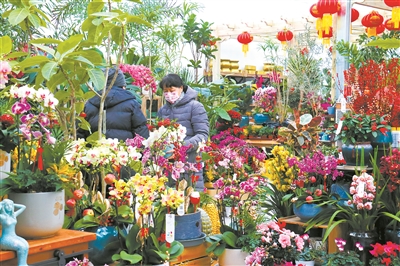 北京年宵花市進入旺銷季