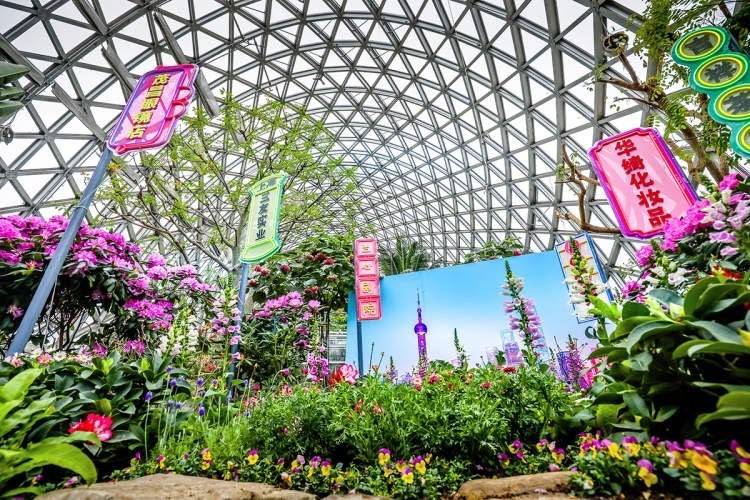 辰山植物園新春花展即將開幕 主題花開富貴
