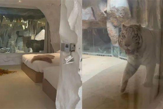 江蘇現“虎景房”，“動物園+酒店”模式行得通嗎？