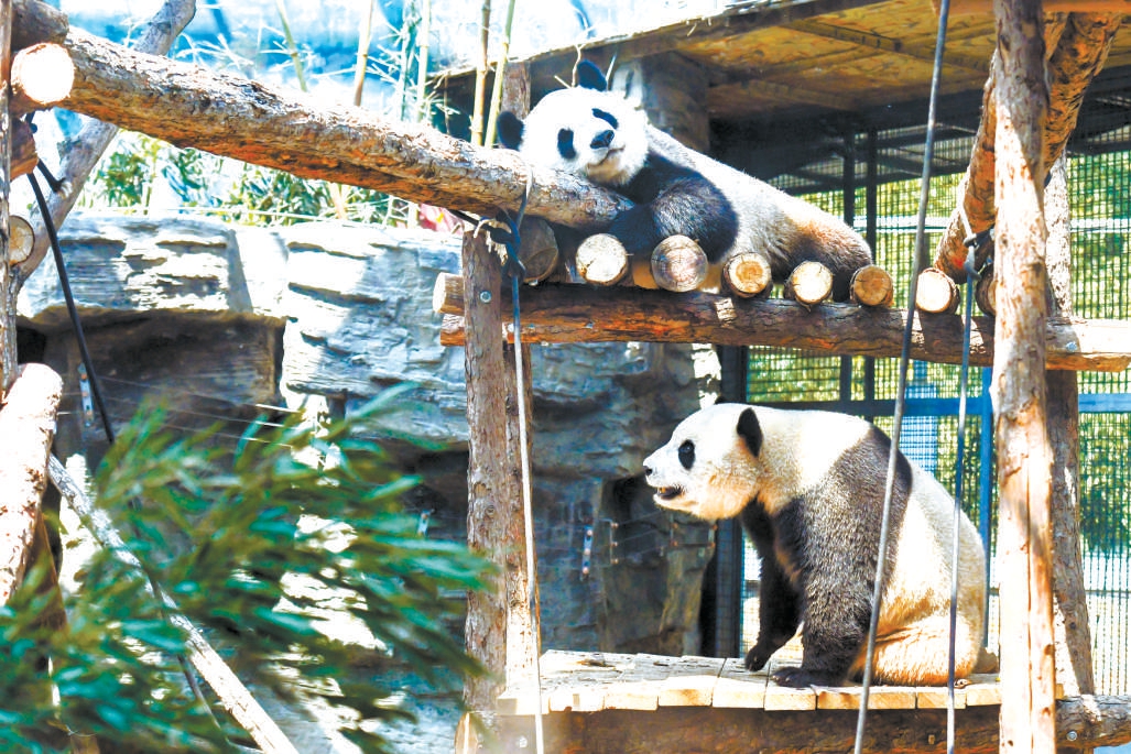 北京動物園奧運熊貓館全新亮相 拆除水泥造景